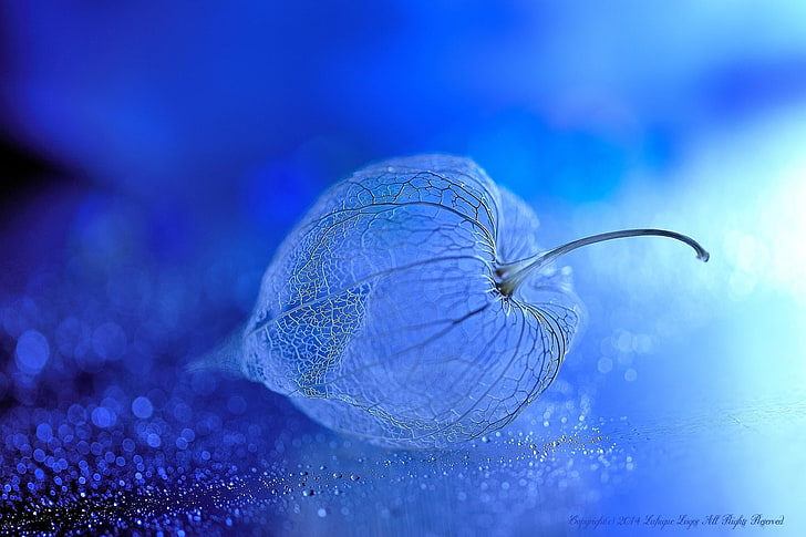 selective focus, decoration, glass  material, drop Free HD Wallpaper