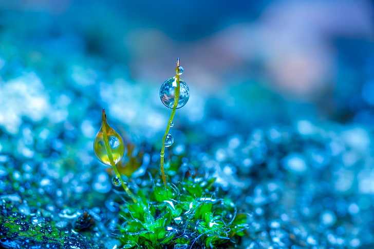 Water Drop, freshness, dew, flowing water, season Free HD Wallpaper