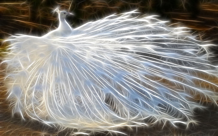 White Peacock Feathers, night, blue, light painting, event