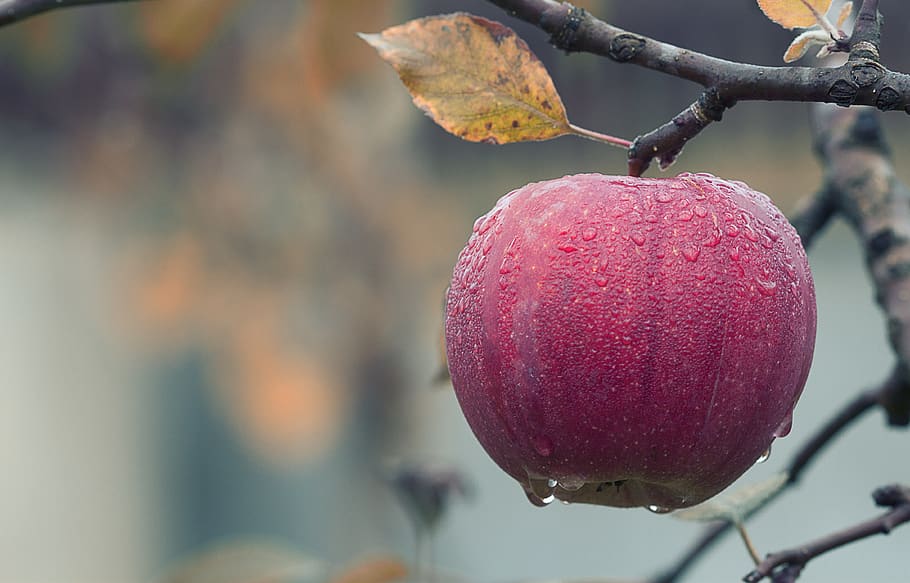 Apple Fruit Recipes, waterdrops, juicy, leaf, closeup