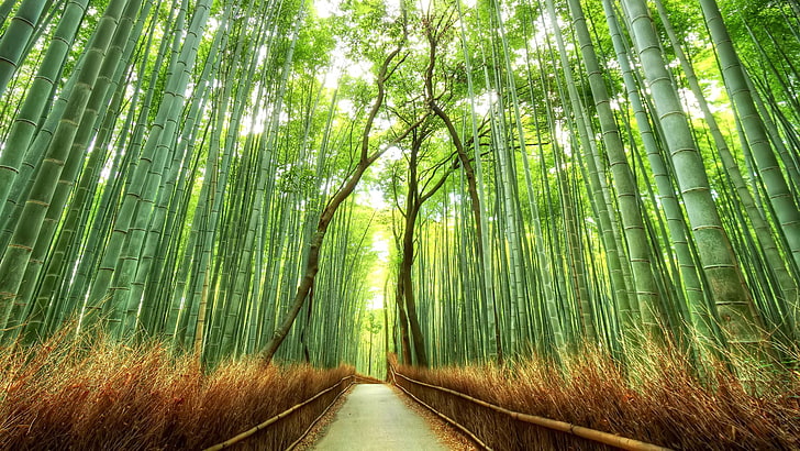 Arashiyama Japan, growth, diminishing perspective, beauty in nature, bamboo grove Free HD Wallpaper