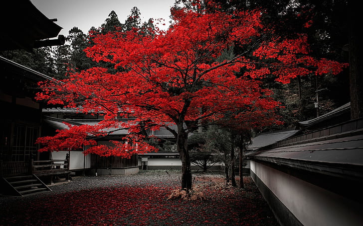 Autumn Kyoto Japan, leaves, japan, red, tree Free HD Wallpaper