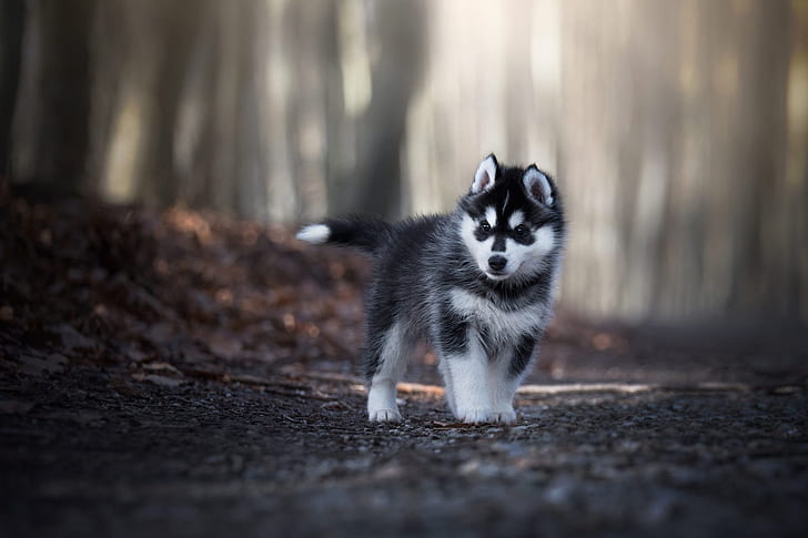 Baby Panda, baby, walk, siberian husky, blurred Free HD Wallpaper