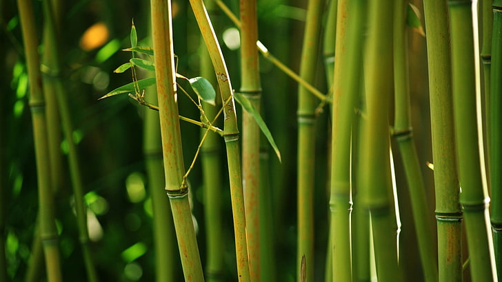 Bamboo Art, full frame, blade of grass, beauty in nature, bamboo grove