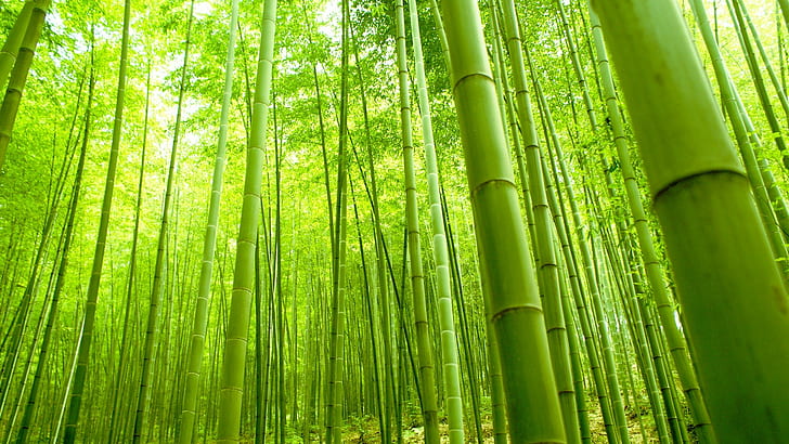 Bamboo Benefits, bamboo, forest, bamboo forest, green Free HD Wallpaper