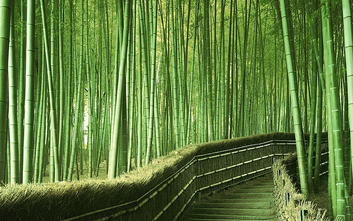 Bamboo Forest Animals, growth, the way forward, tranquility, land Free HD Wallpaper