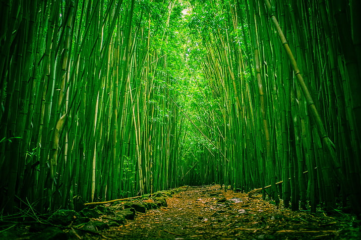 Bamboo Forest China, hawaii, asia, day, tropical climate