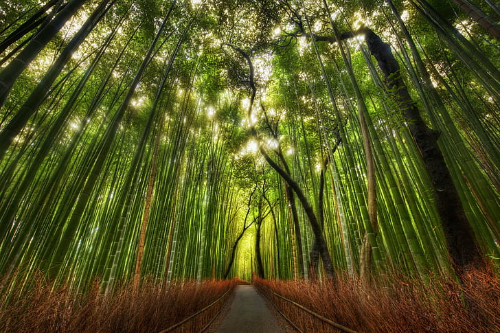 Bamboo Forest, color, asia, woodland, kytofu Free HD Wallpaper