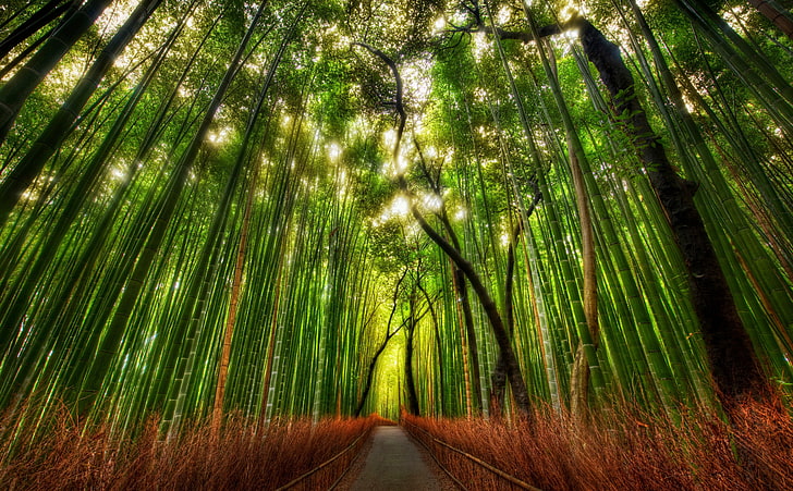 Bamboo Forest Hawaii, nature, palm leaf, bamboo, beauty in nature