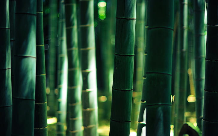 Bamboo Forest in Korea, closeup, tropical rainforest, leaves, bamboo grove Free HD Wallpaper