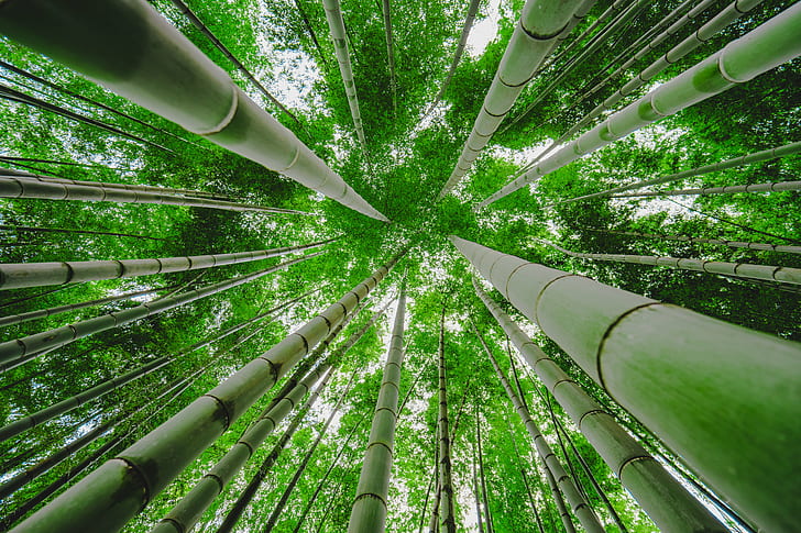 Bamboo Forest Night, cho, looking up, kawawa, green color Free HD Wallpaper