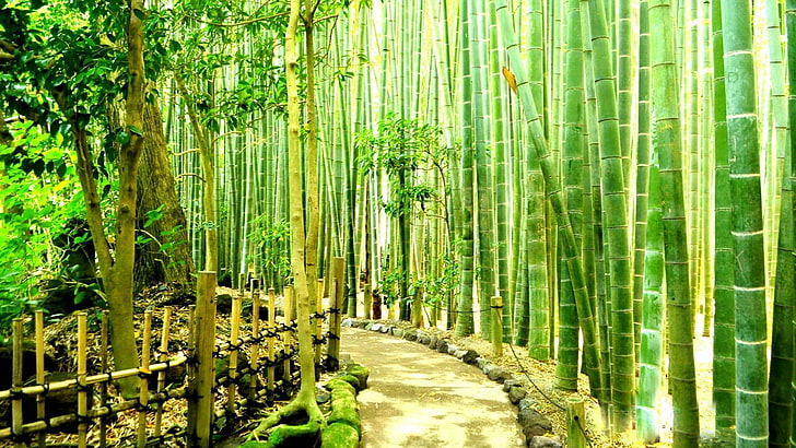 Bamboo Forest Painting, tranquility, hokokuji, land, hokokuji bamboo garden Free HD Wallpaper