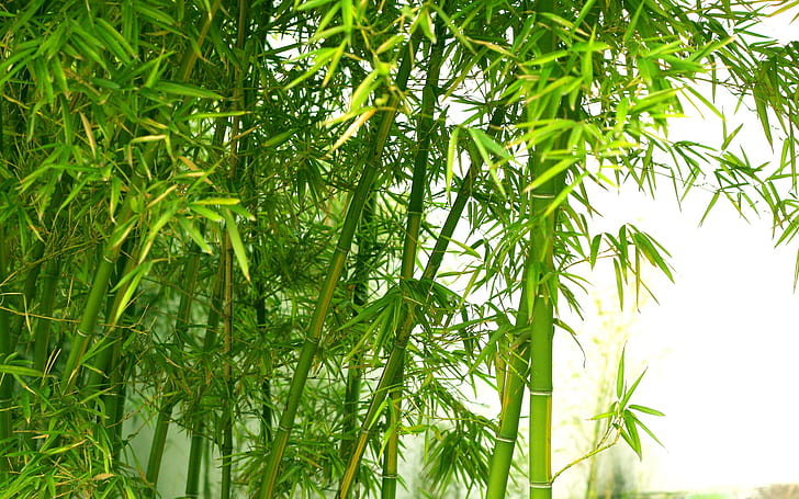 Bamboo Grass Plant, trees, bamboo, bamboo, fresh Free HD Wallpaper