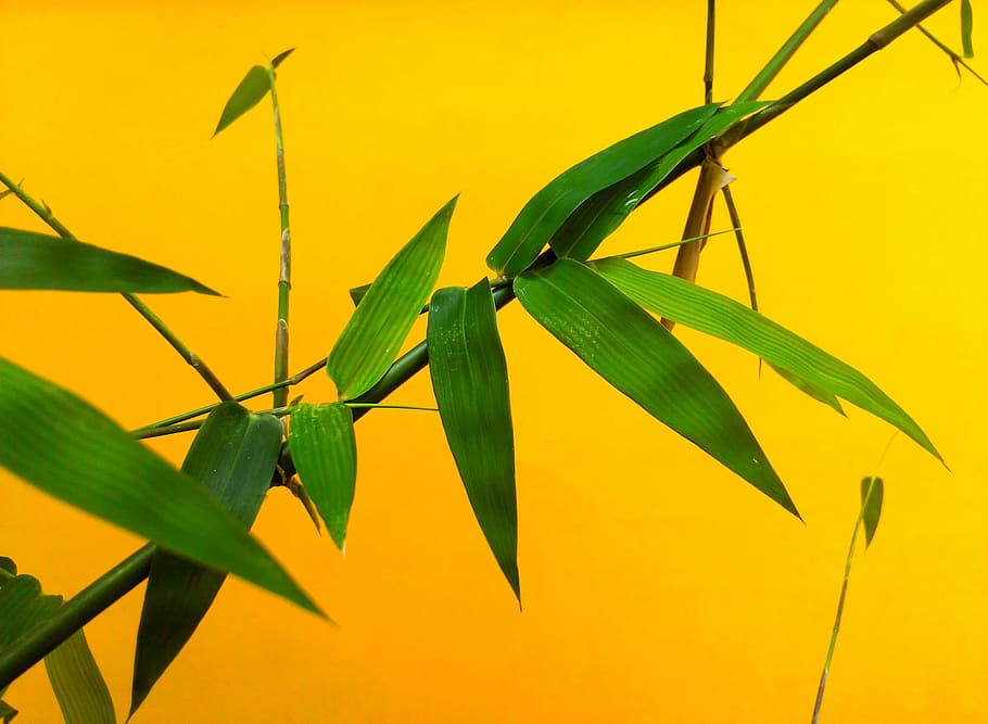 Bamboo Leaf Outline, animal, animal wildlife, light, yellow Free HD Wallpaper