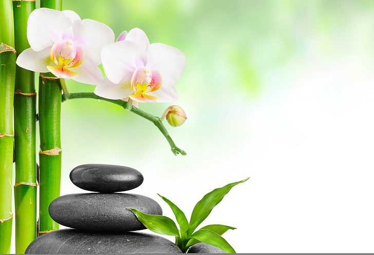 Bamboo Zen Spa, harmony, massaging, nature, body care Free HD Wallpaper