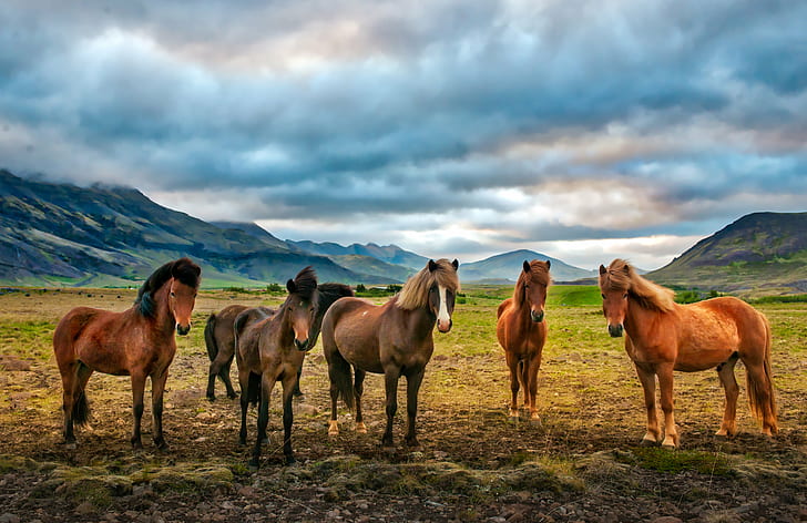 Beautiful Landscape Storm Horses, pasture, rural scene, mammal, farm