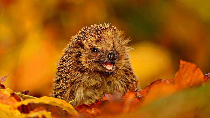 Best Fall Crafts, hedgehog, animals, autumn, leaves Free HD Wallpaper