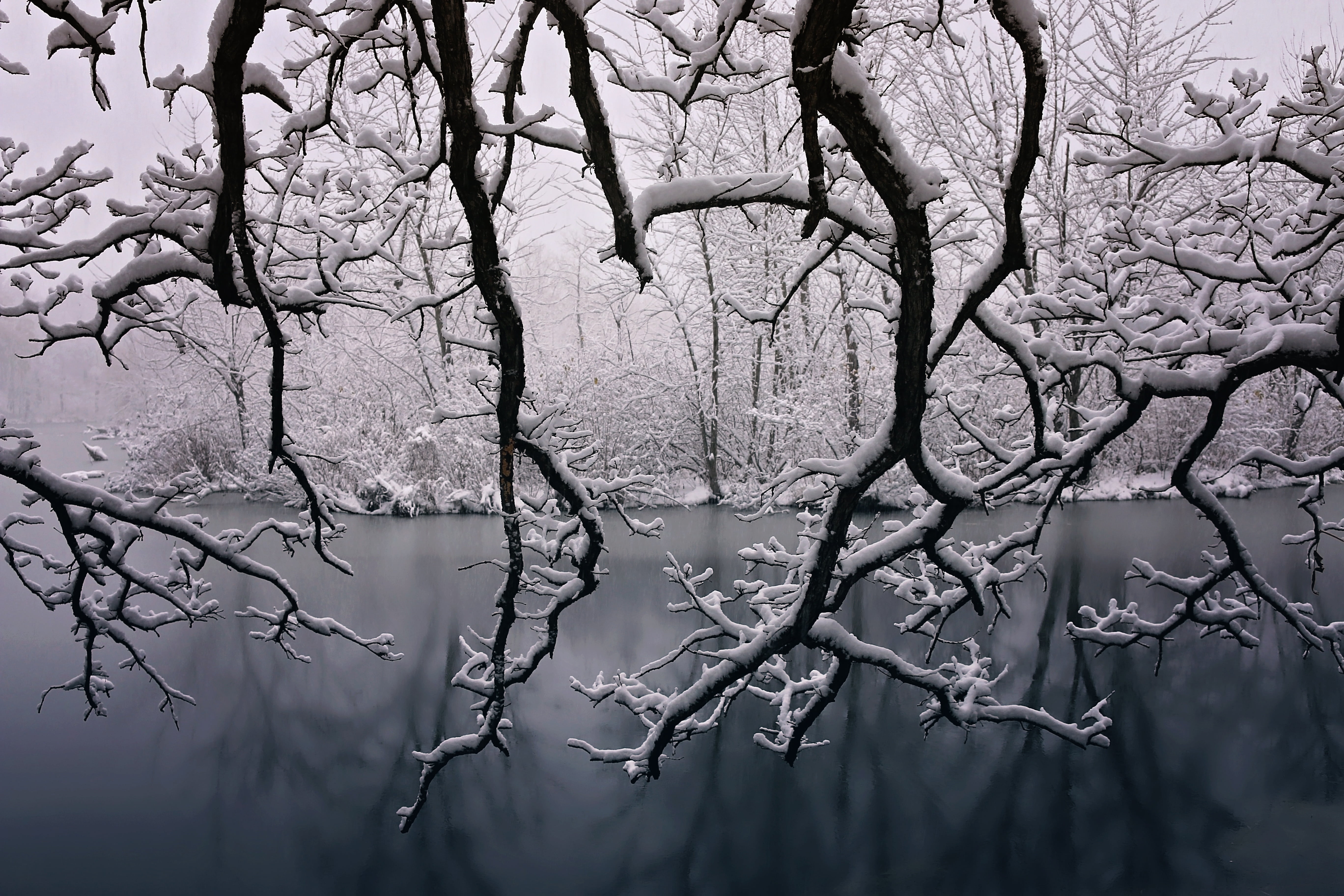 Black and White Landscape Painting, forest, white, cold, frost