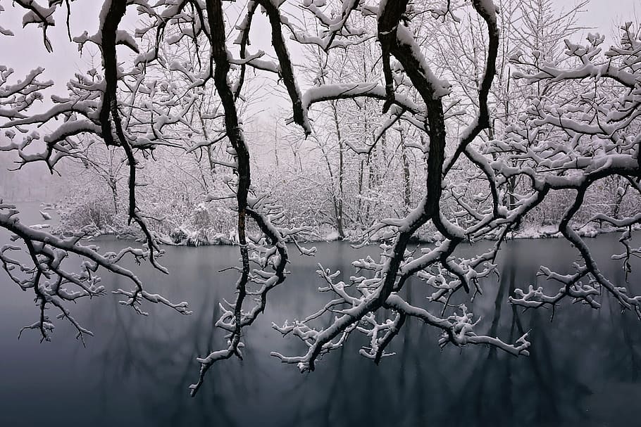 Black and White Landscape Painting, forest, white, cold, frost