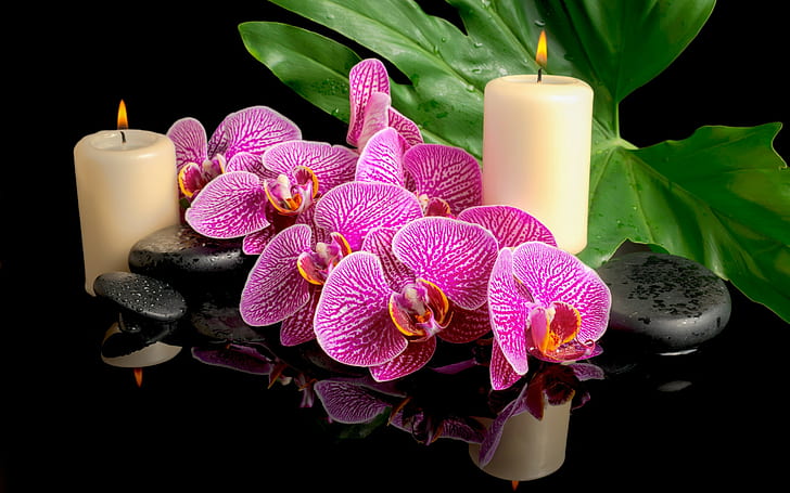 Blue Orchid Zen, flower,, spa stones, spa, orchid Free HD Wallpaper