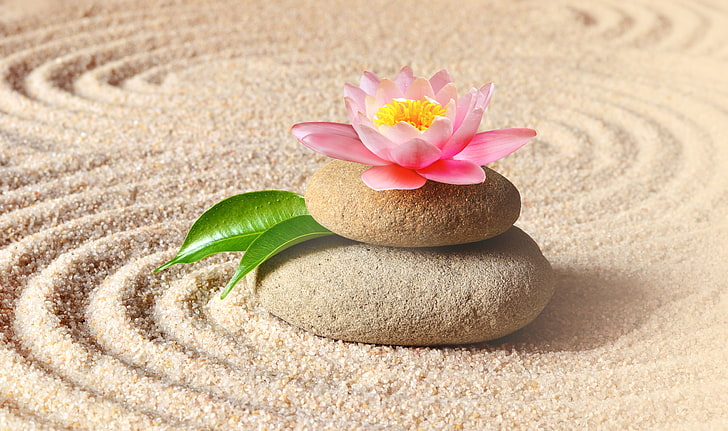 Buddha Lotus Zen, spa, no people, simplicity, plant Free HD Wallpaper