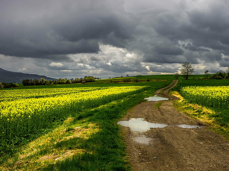 Calm Clouds, meadow, summer, springtime, rural scene Free HD Wallpaper