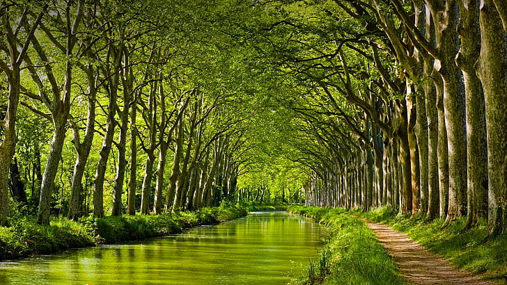 Canal Du Midi History, river, treelined, grass, tranquility Free HD Wallpaper
