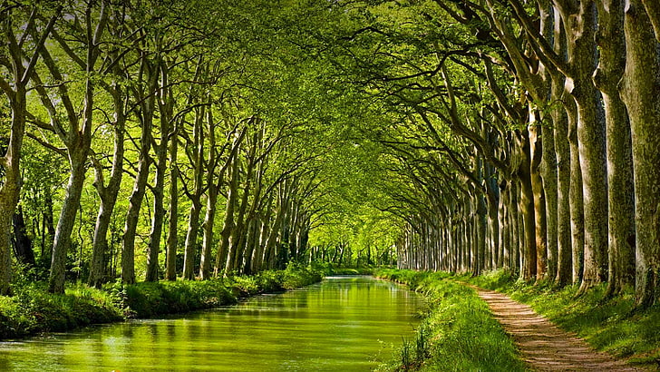 Canal Du Midi History, river, treelined, grass, tranquility