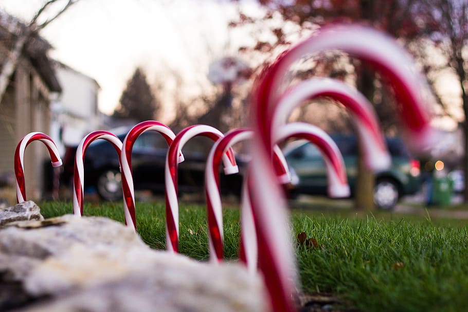 Candy Cane Cookies, park  man made space, selective focus, decoration, copy space Free HD Wallpaper