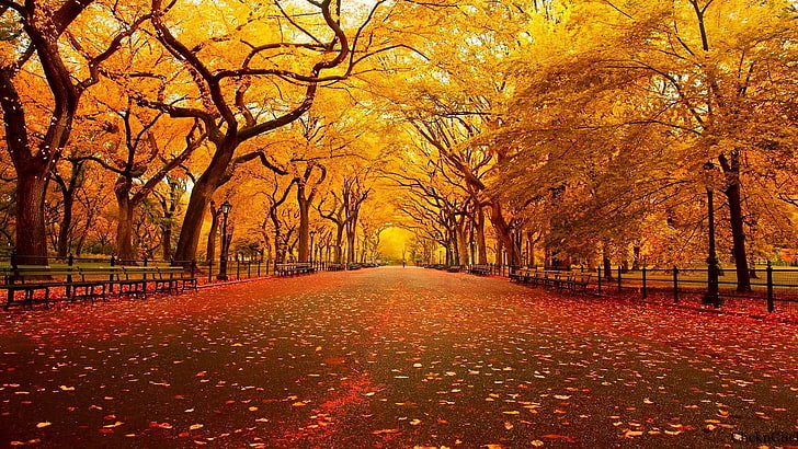 Central Park Autumn, tranquil scene, growth, outdoors, direction Free HD Wallpaper