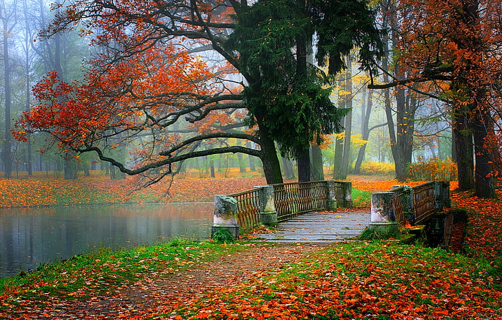 Colored Trees, nature, colorful, fall, walk Free HD Wallpaper