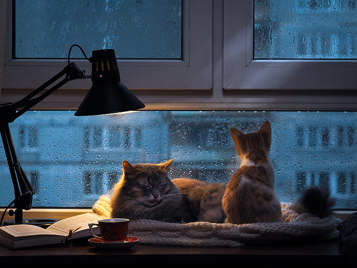 Contemporary Rain Photos Cats, home, baby, together, kitty Free HD Wallpaper