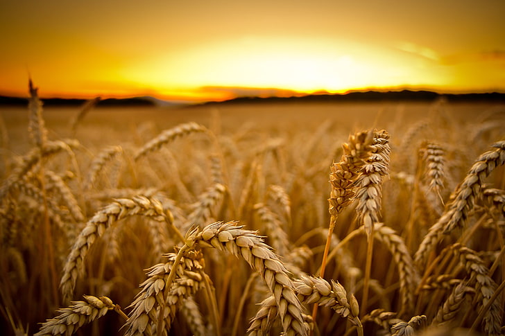 Crop Field Sunset, ripe, corn  crop, scenics  nature, summer Free HD Wallpaper