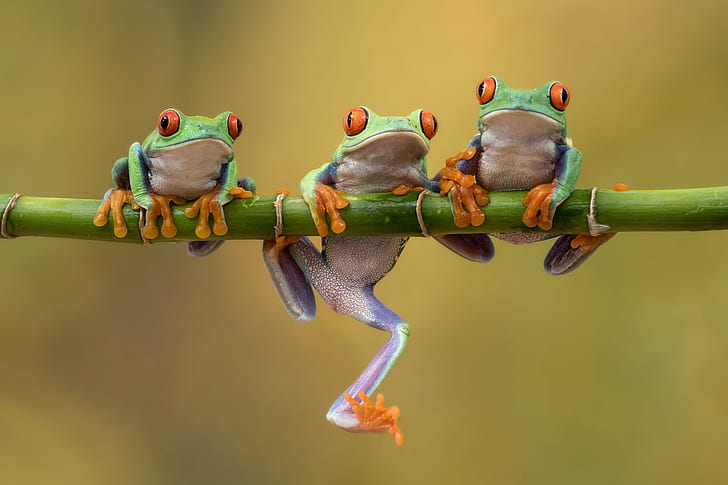 Cute Tree Frogs, animal, nature, lot, amphibian Free HD Wallpaper