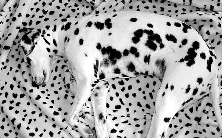 Dalmatian Puppies Cartoon, animal markings, domestic animals, relaxation, dalmatian Free HD Wallpaper