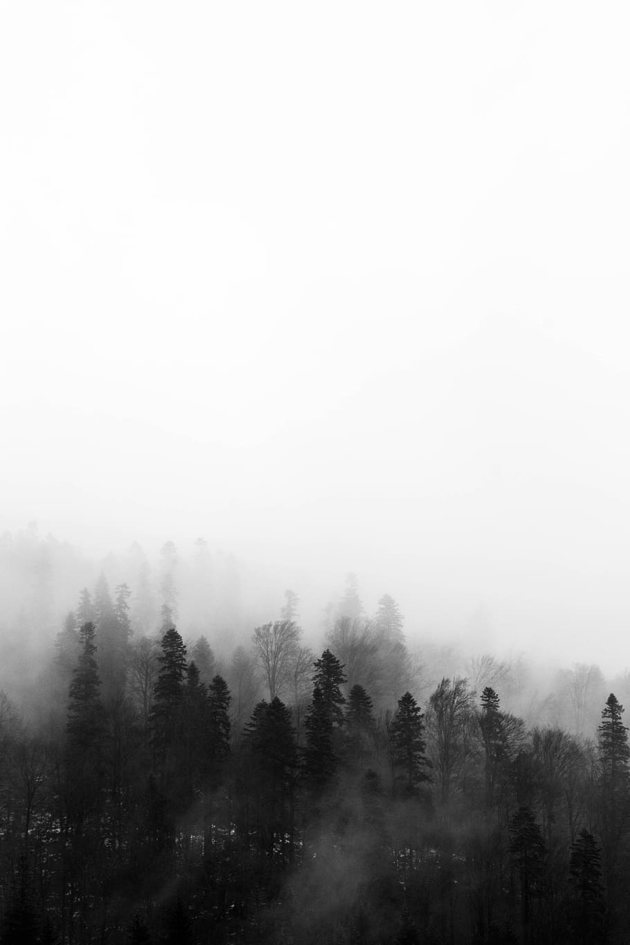 Dark Foggy Misty Forest, growth, beauty in nature, woods, day Free HD Wallpaper