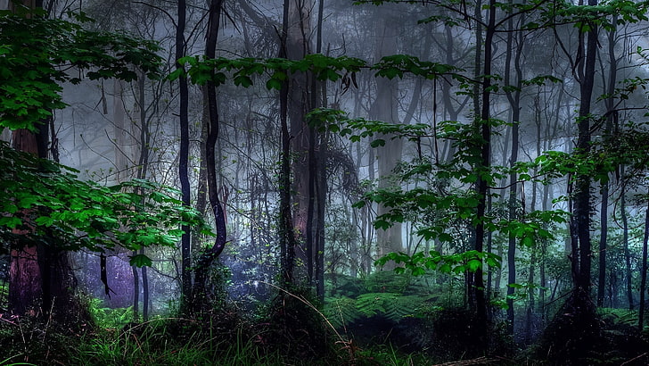 Deep Dark Forest, day, grass, plant, remote Free HD Wallpaper