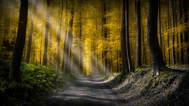 Deep Forest Path, sunbeam, autumn, woodland, road Free HD Wallpaper