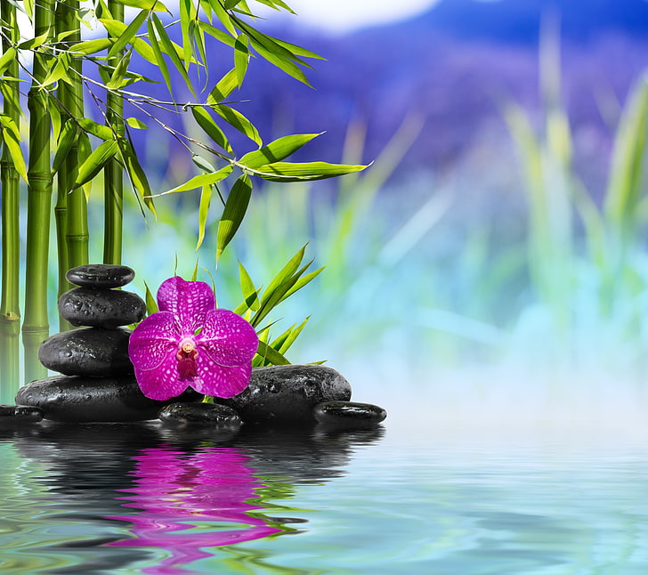 Dendrobium Orchids, focus on foreground, zen, black color, rock  object Free HD Wallpaper