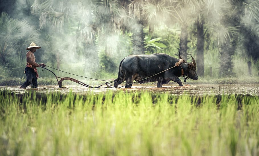 Domestic Buffalo, harvesting, golf club, animal wildlife, thailand