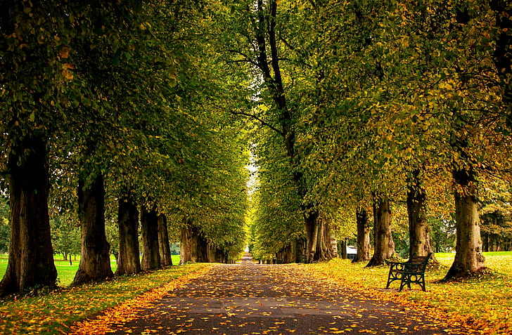 Fall Nature, walk, colors, road, autumn Free HD Wallpaper