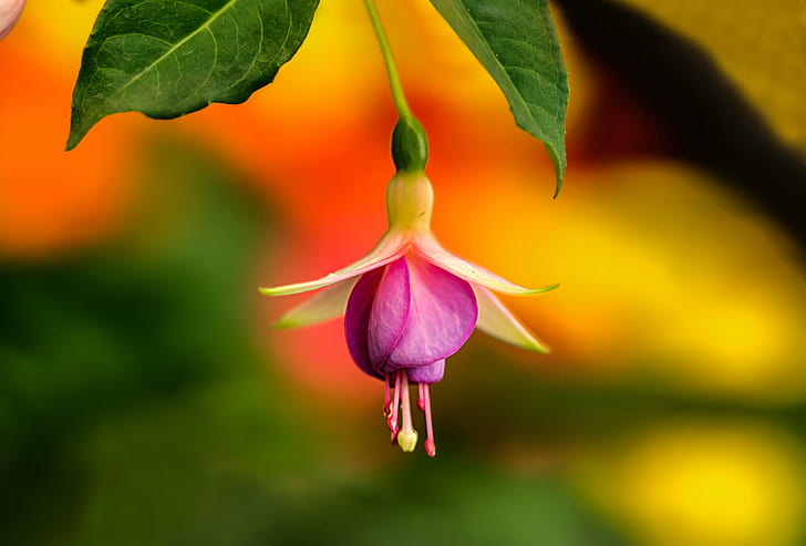 Flower Fuchsia Plant, flowers, leaf, orchid, closeup Free HD Wallpaper