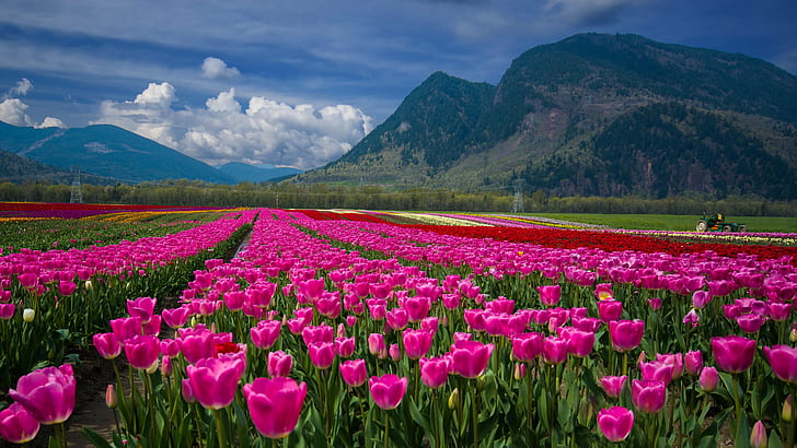 Flower Patch, dslr, dutch, blossom, red Free HD Wallpaper