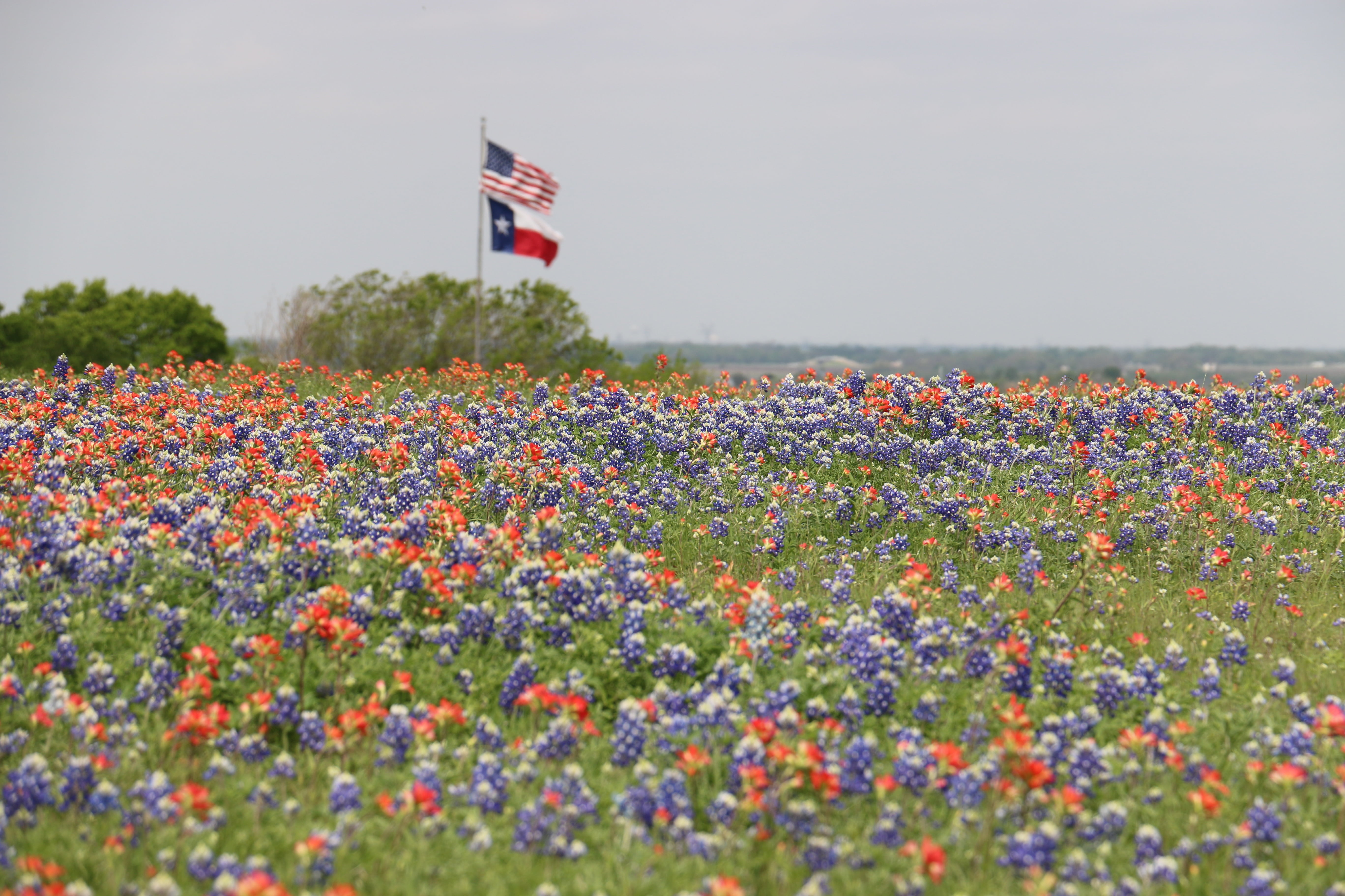 flowerbed, growth, no people, landscape