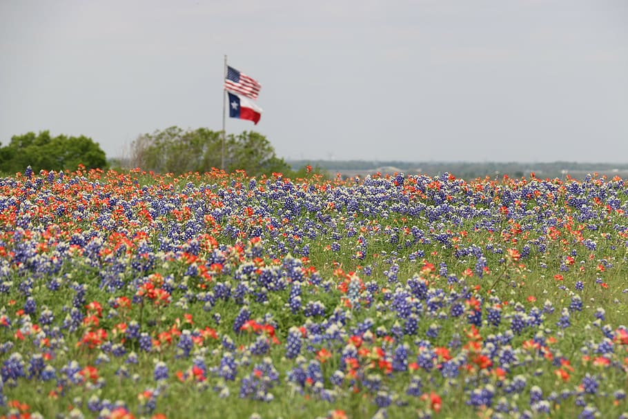 flowerbed, growth, no people, landscape