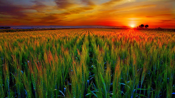 Golden Field Sunset, barley, rye, rural scene, cloud  sky Free HD Wallpaper