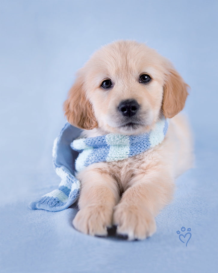 Golden Retriever Mutt, blue, young animal, sitting, cute