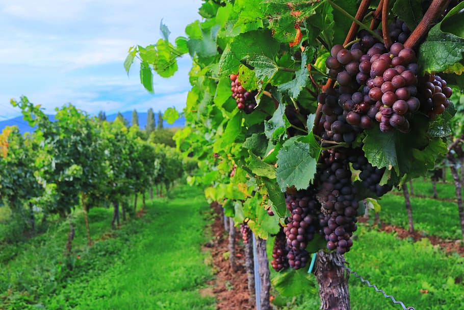 Grape Vine Leaves, organic, wine leaf, food, landscape