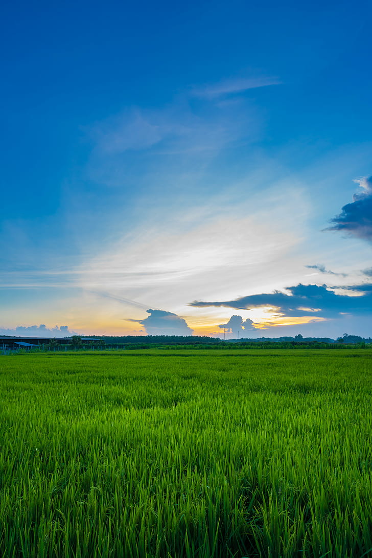 Grass Field, sunset, farm, scenics, summer Free HD Wallpaper