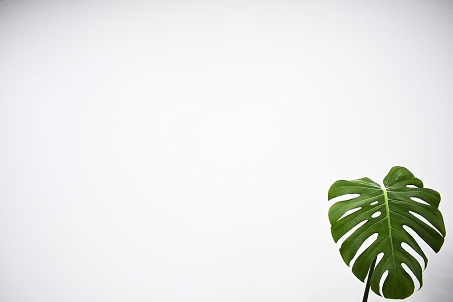 Green and White, green color, wall, no people, monstera Free HD Wallpaper